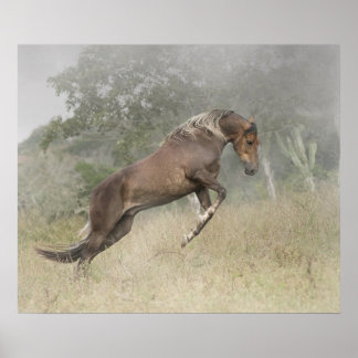 Mangalarga Marchador Stallion in Liberty Poster