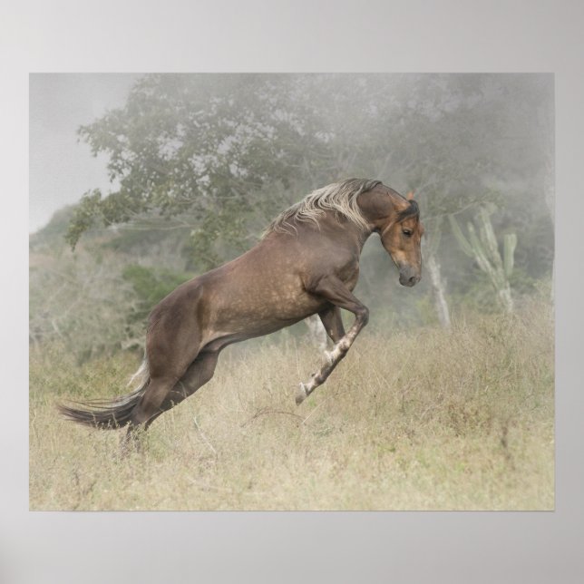 Mangalarga Marchador Stallion in Liberty Poster (Vorne)