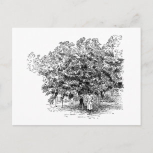 Mango Farmer Postkarte