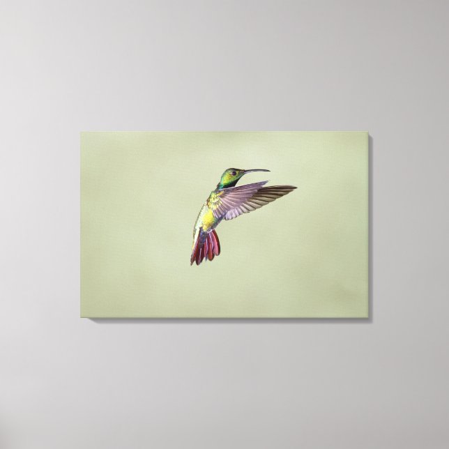 Mango Hummingbird Anthracocorax 2 Leinwanddruck (Vorderseite)