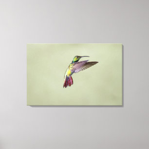 Mango Hummingbird Anthracocorax 2 Leinwanddruck