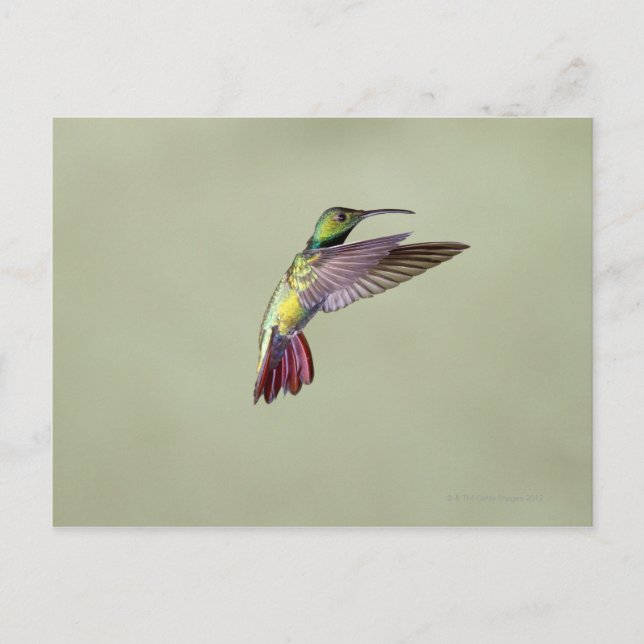 Mango Hummingbird Anthracocorax 2 Postkarte (Vorderseite)