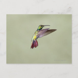 Mango Hummingbird Anthracocorax 2 Postkarte
