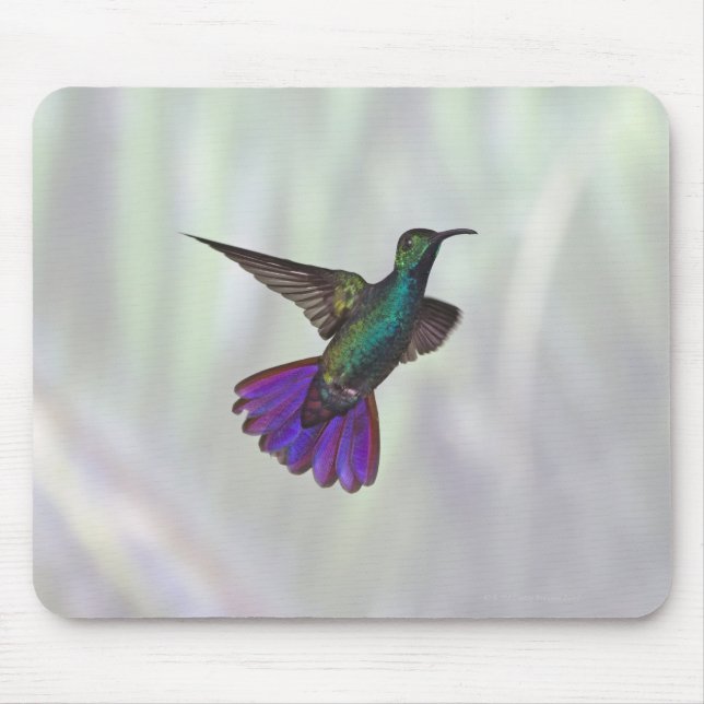 Mango Hummingbird Anthracocorax Mousepad (Vorne)