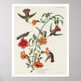 Mango Hummingbird von Audubon Poster