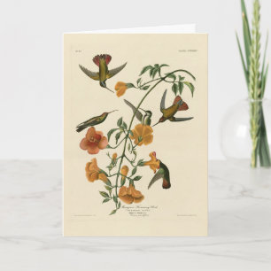 Mango Hummingbird von Audubons Vögeln in Amerika Karte