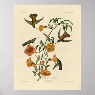 Mango Hummingbird von Audubons Vögeln in Amerika Poster