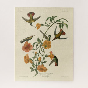 Mango Hummingbird von Audubons Vögeln in Amerika Puzzle