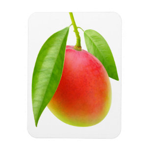 Mango Magnet