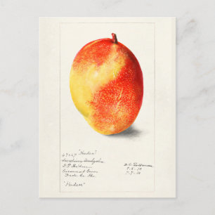 Mango (Mangifera Indica) Frucht Aquarellmalerei Postkarte