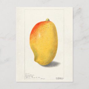 Mango (Mangifera Indica) Frucht-Aquarellmalerei Postkarte
