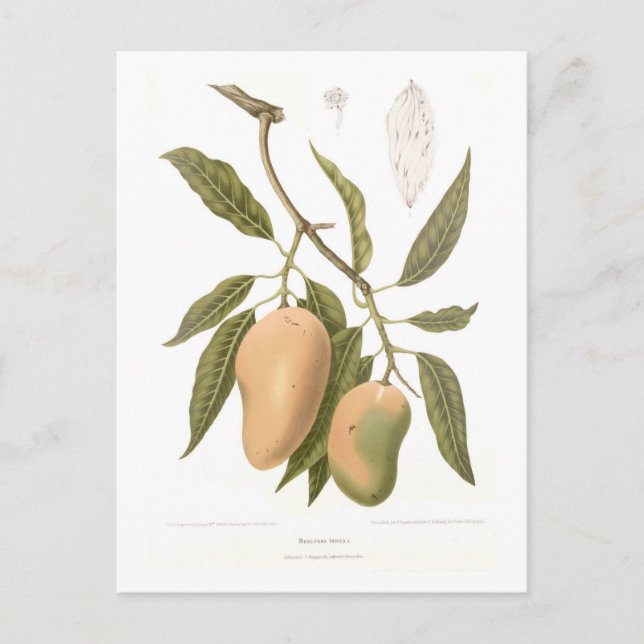 Mango Postkarte (Vorderseite)