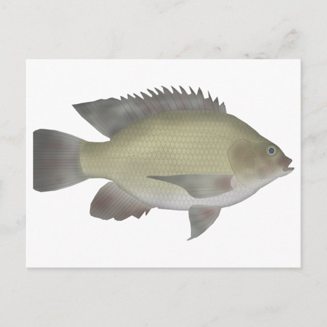 Mango Tilapia Postkarte (Vorderseite)