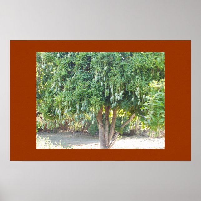 MANGO TREE POSTER (Vorne)