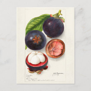 Mangostane (Garcinia Mangostana) Fruchtmalerei Postkarte