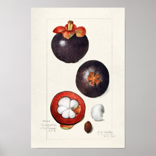 Mangostanen (Garcinia Mangostana) Obstmalerei Poster