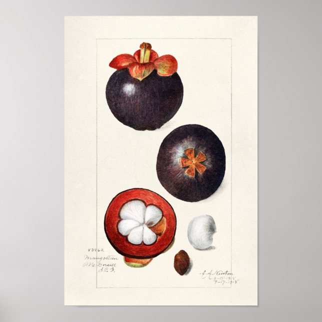 Mangostanen (Garcinia Mangostana) Obstmalerei Poster (Vorne)