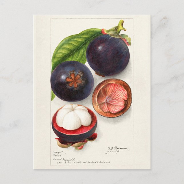 Mangostanen (Garcinia Mangostana) Obstmalerei Postkarte (Vorderseite)