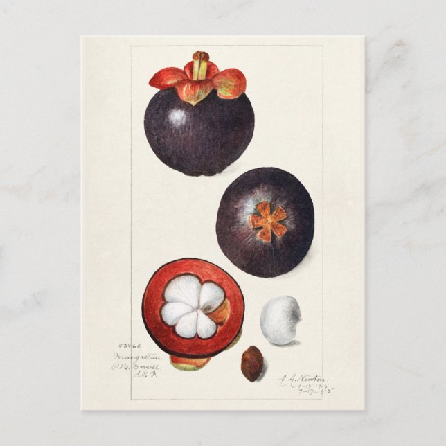 Mangostanen (Garcinia Mangostana) Obstmalerei Postkarte (Vorderseite)