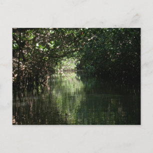 Mangrove Canopy, Tenacatita, Mexiko Postkarte