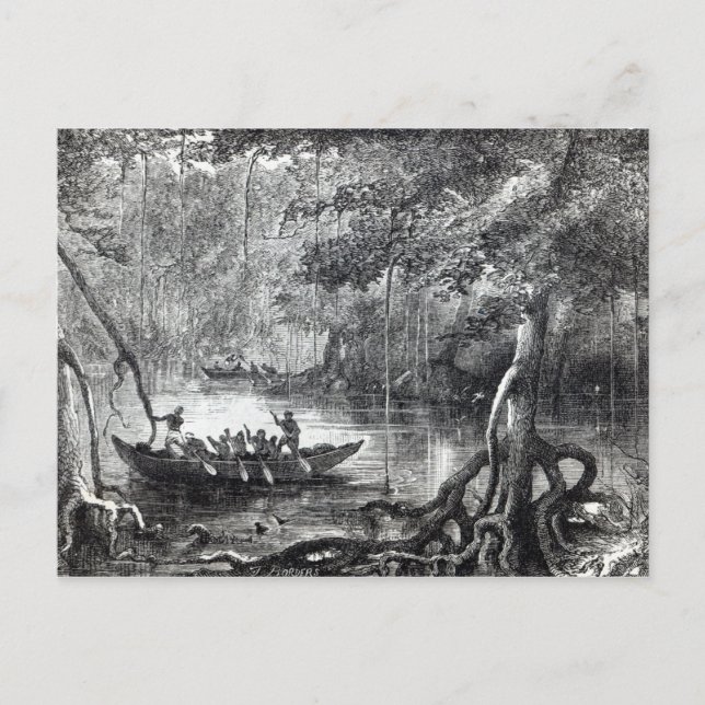 Mangrove Forest' Postkarte (Vorderseite)