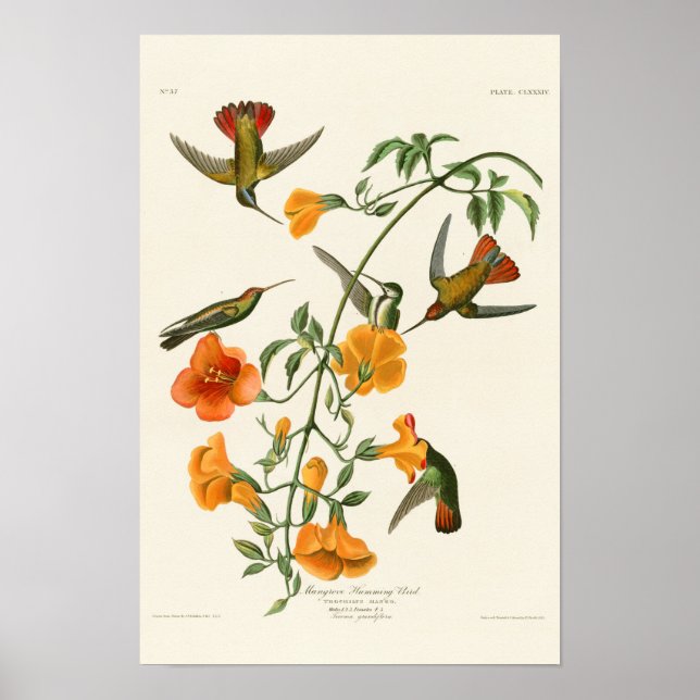 Mangrove Humming Bird Audubon Birds of America Poster (Vorne)