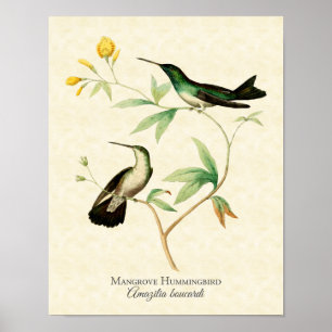 Mangrove Hummingbird Art Print Poster