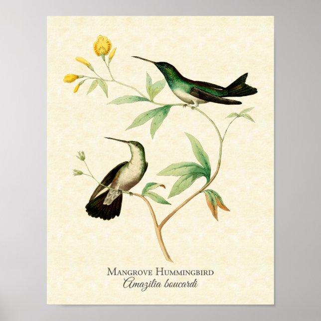 Mangrove Hummingbird Art Print Poster (Vorne)