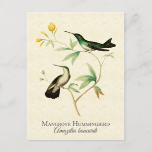 Mangrove Hummingbird Vintag Art Postkarte