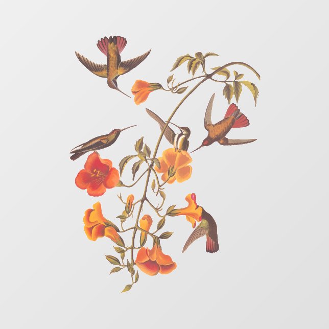 Mangrove Hummingbirds mit Orange Trumpet-Blume Fensteraufkleber (Blatt)