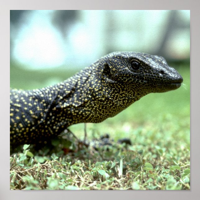 Mangrove Monitor Poster (Vorne)