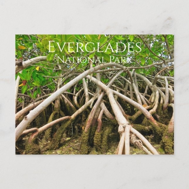 Mangrove Stilt Roots, Sumpf, Everglades Postkarte (Vorderseite)