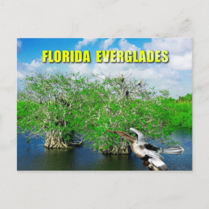 Mangrove Trees & Anhinga, Florida Everglades Postkarte