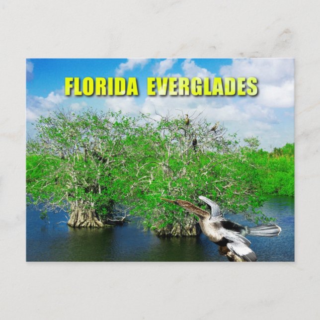 Mangrove Trees & Anhinga, Florida Everglades Postkarte (Vorderseite)