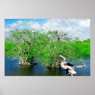 Mangroven-Bäume u. Anhinga, Florida-Sumpfgebiete Poster
