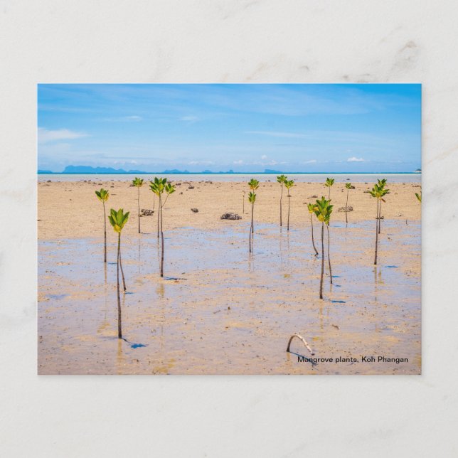 Mangrovenwald Postkarte (Vorderseite)