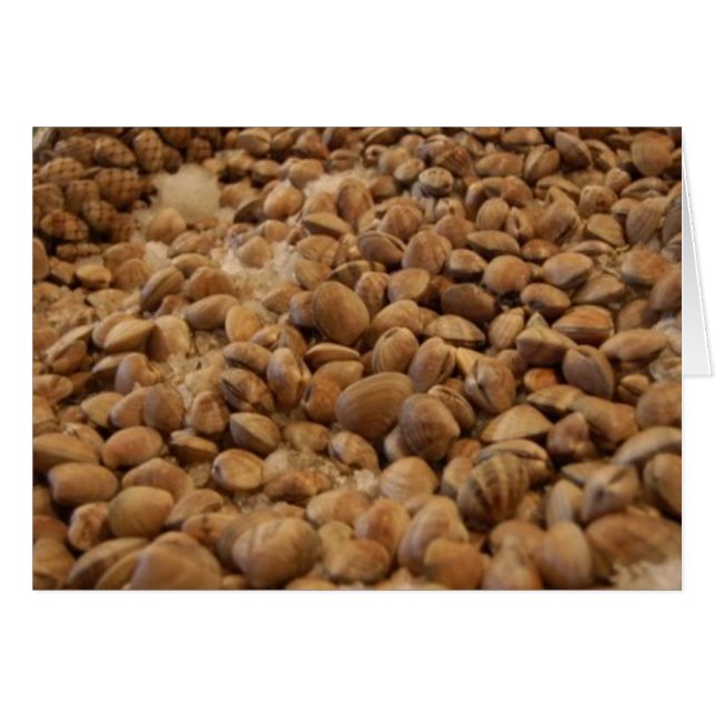 Manila-Muscheln (Vorderseite (Horizontal))