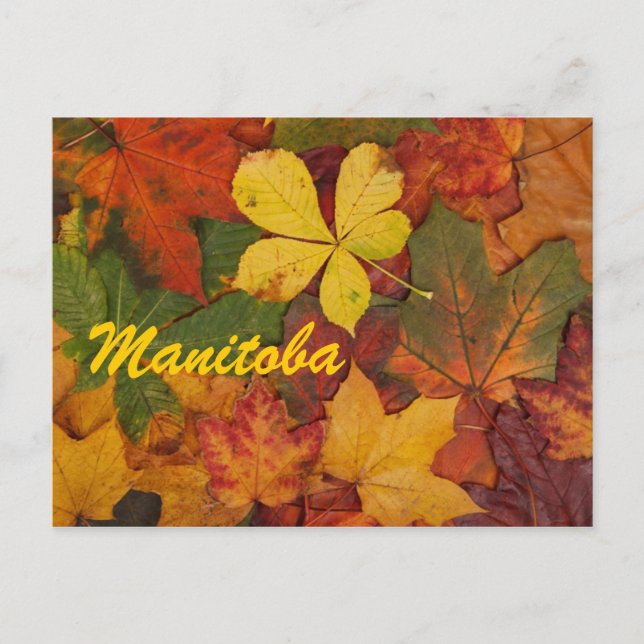 Manitoba Autumn Leaves Postcard Postkarte (Vorderseite)