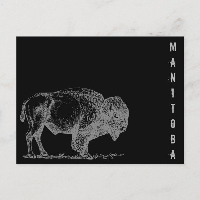 Manitoba Bison Postkarte (Vorderseite)