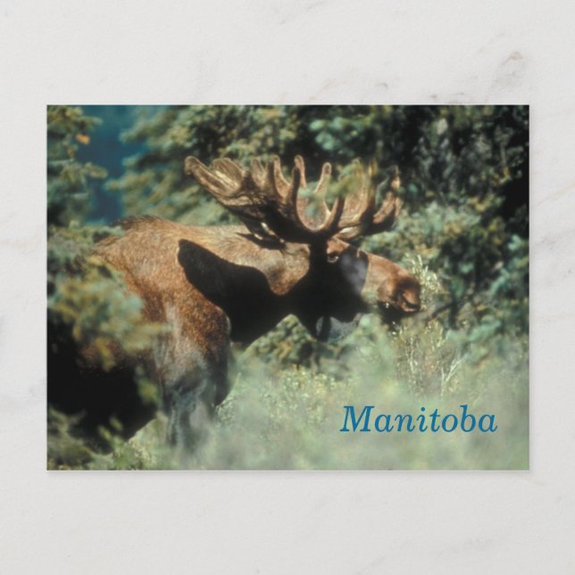 Manitoba-Bulle Postkarte (Vorderseite)