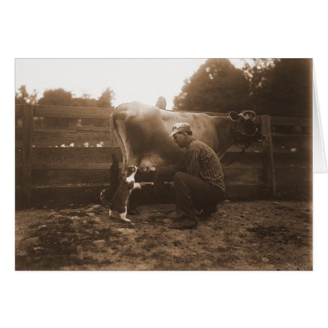 Mann Milchkühe in Barnyard & Fütternd Katze (Vorderseite (Horizontal))