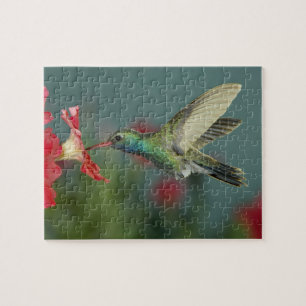 Männchen beim Fressen an Petunia, Madera Canyon, A Puzzle