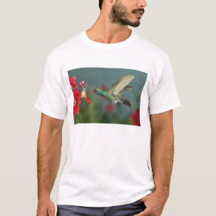 Männchen beim Fressen an Petunia, Madera Canyon, A T-Shirt