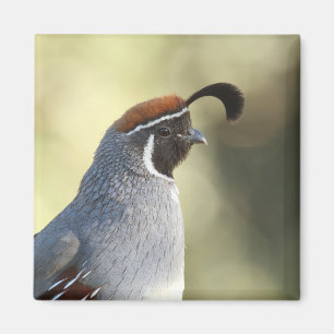 Männchen Quail Magnet