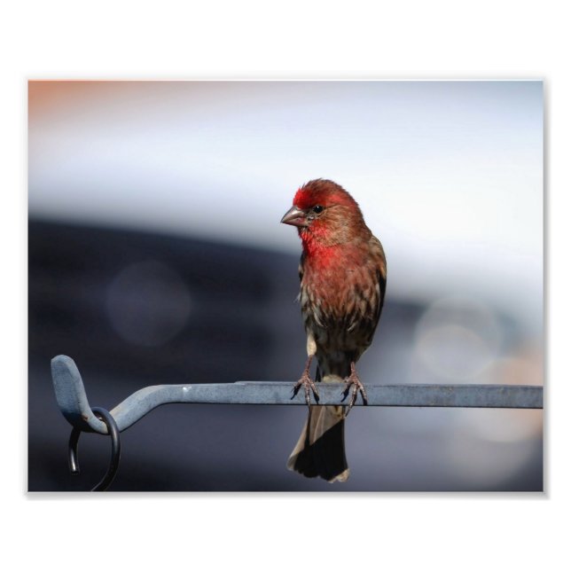Männerhaus Finch Fotodruck (Vorne)