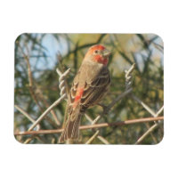 Männerhaus Finch