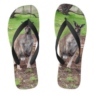 Männlich australisch Kangaroo, Flip Flops