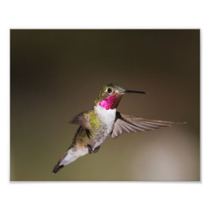 Männlich Broad - schwänzender Kolibri Fotodruck