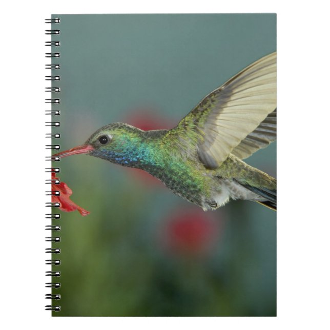männlich fütternd auf Petunia, Madera Canyon, Ariz Notizblock (Vorderseite)