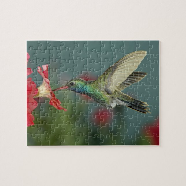 männlich fütternd auf Petunia, Madera Canyon, Ariz Puzzle (Horizontal)